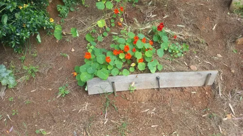 Caputxines